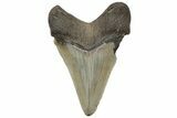Serrated, Chubutensis Tooth - Megalodon Ancestor #225314-1